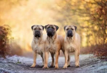 سگ نژاد بزرگ در جهان