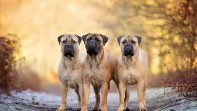 سگ نژاد بزرگ در جهان