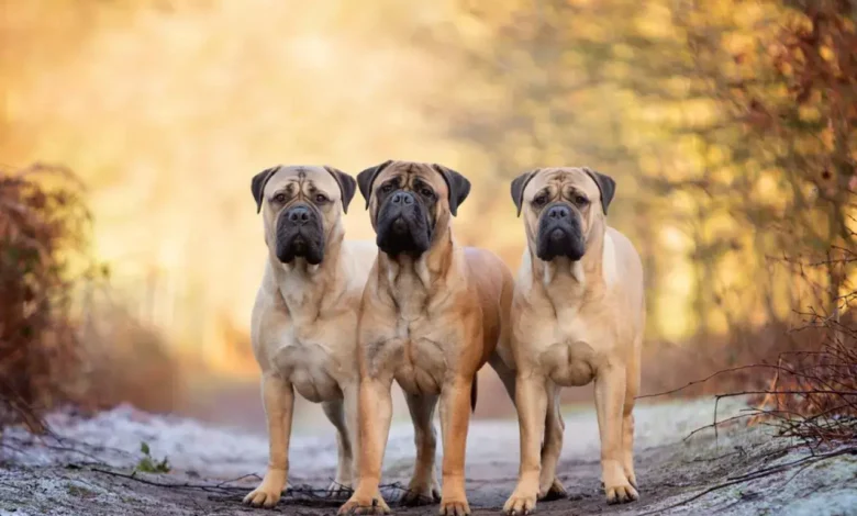 سگ نژاد بزرگ در جهان
