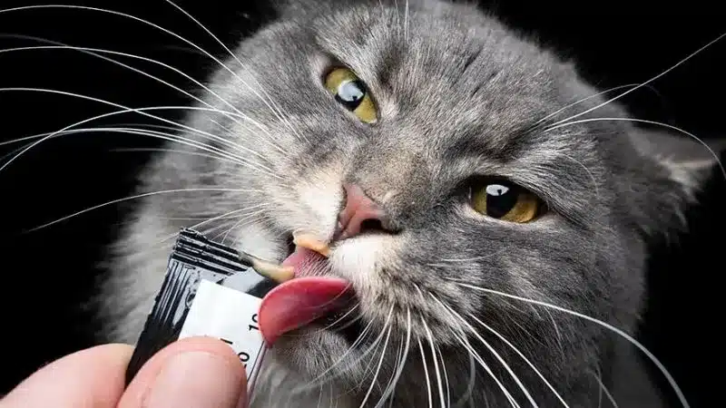 بستنی برای گربه