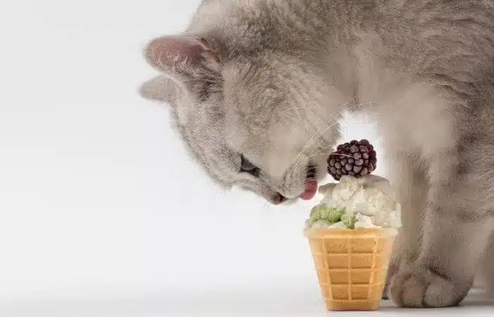 بستنی برای گربه