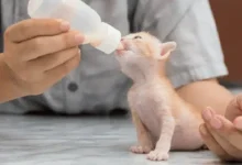 غذای بچه گربه