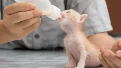 غذای بچه گربه