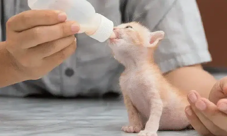 غذای بچه گربه