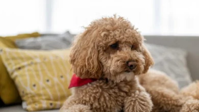 پودل- نژاد سگ پودل