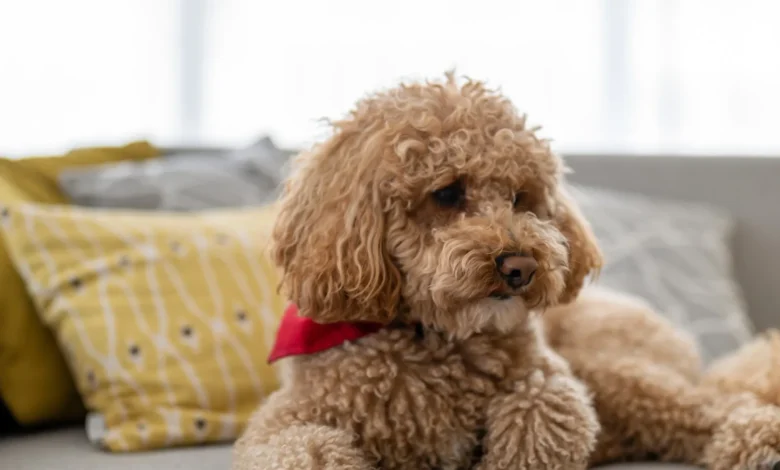 پودل- نژاد سگ پودل