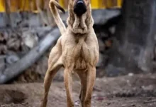 نژاد سگ سرابی ایرانی