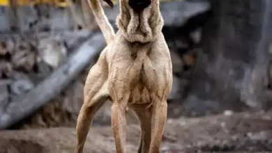 نژاد سگ سرابی ایرانی