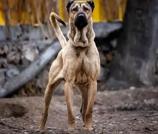 نژاد سگ سرابی ایرانی