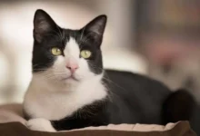 گربه سیاه و سفید تاکسیدو