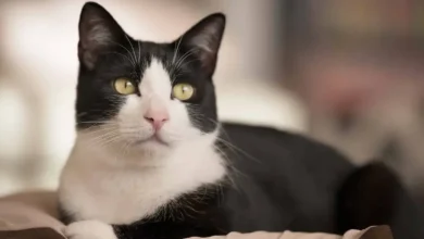 گربه سیاه و سفید تاکسیدو