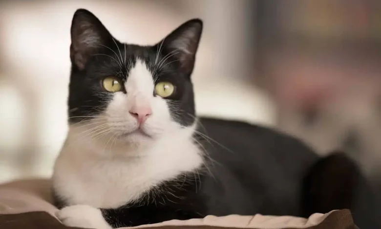 گربه سیاه و سفید تاکسیدو