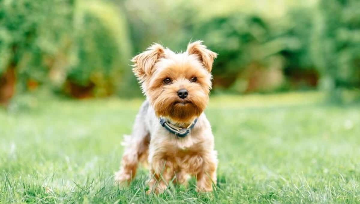 نژاد سگ یورکشایر | معرفی سگ های آپارتمانی