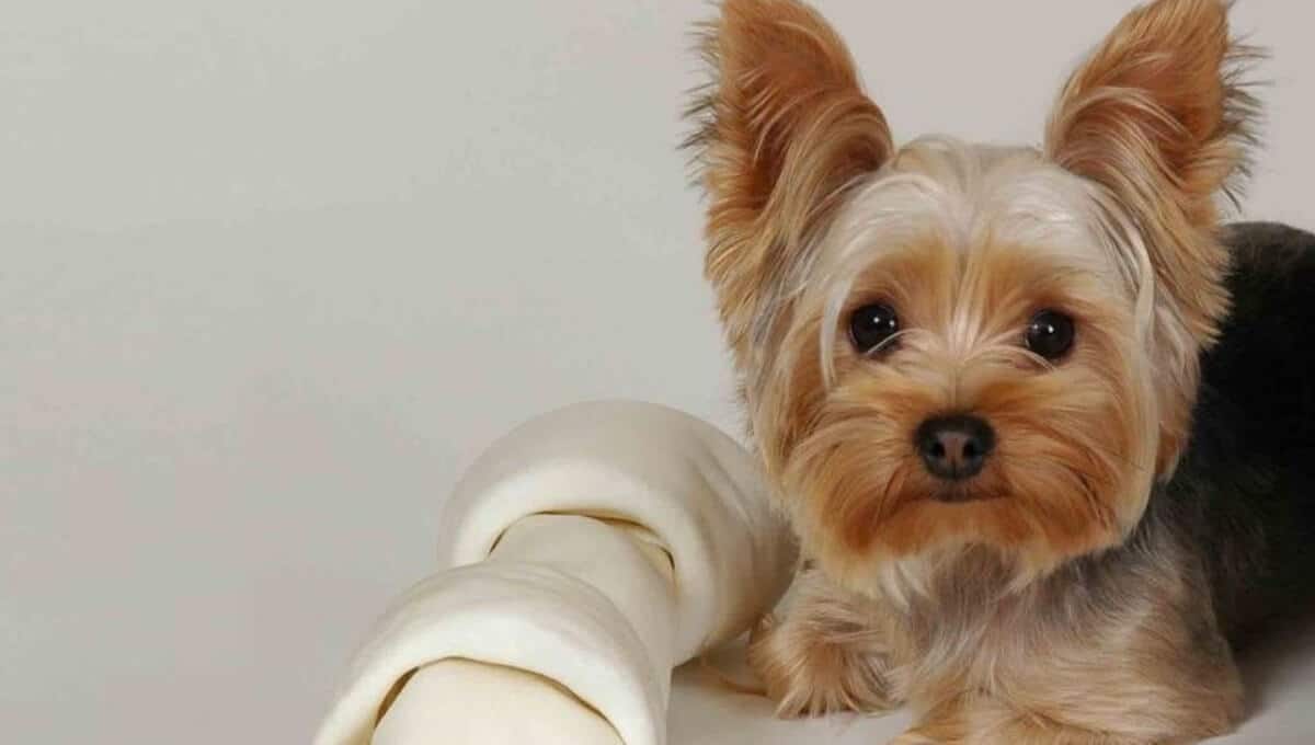 نژاد سگ یورکشایر | معرفی سگ های آپارتمانی