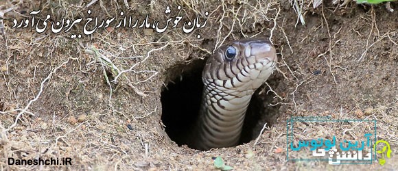 ضرب المثل زبان خوش، مار را از سوراخ بیرون می آورد