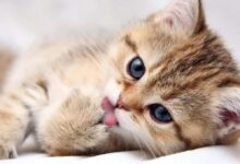 نکاتی که پیش از گرفتن گربه باید به آن توجه کنید