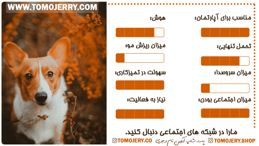 بهترین نژاد های سگ معرفی سگ باسنجی