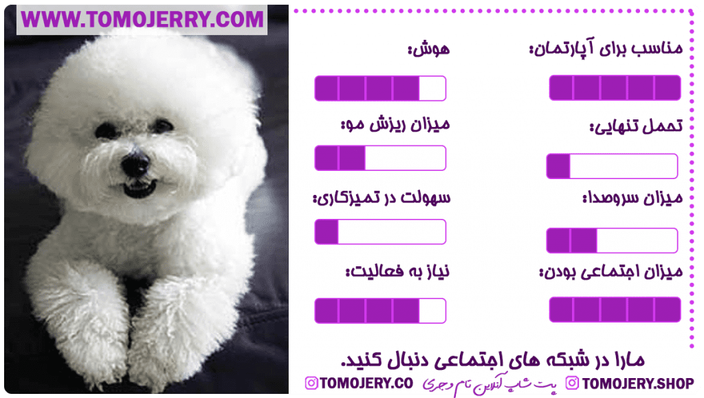 بهترین نژاد های سگ معرفی سگ بیچون فریز