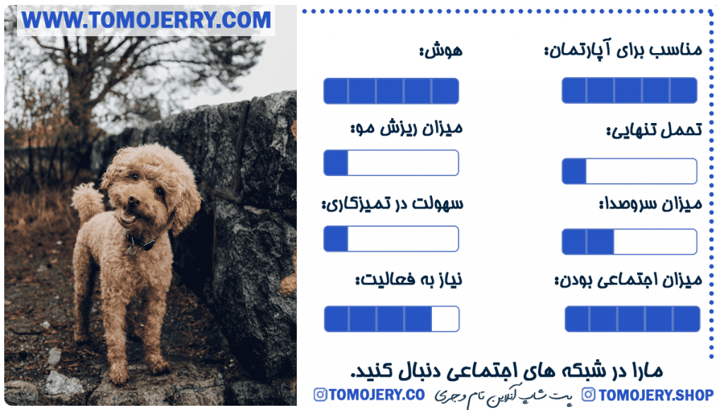 بهترین نژاد های سگ معرفی سگ پودل