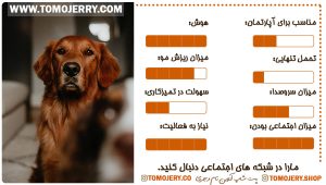 نژاد های سگ مناسب آپارتمان