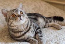 امریکن شورت هیر