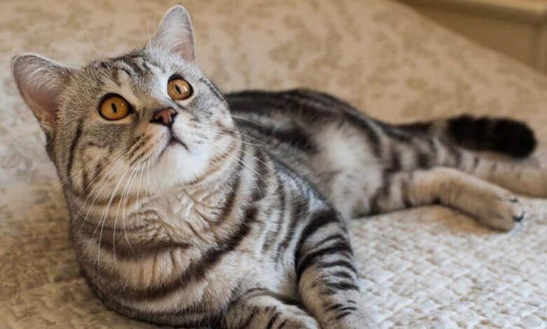 امریکن شورت هیر