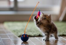 بازی کردن با گربه