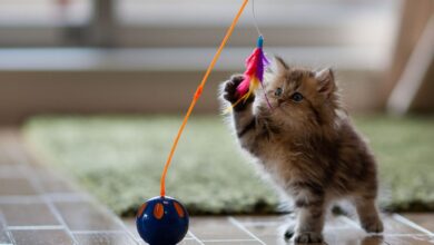 بازی کردن با گربه