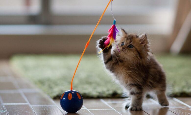 بازی کردن با گربه