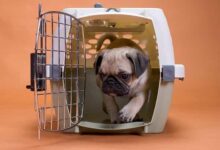 باکس حمل سگ