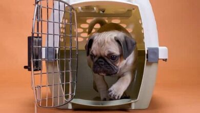 باکس حمل سگ