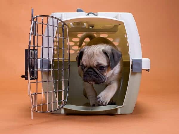 باکس حمل سگ