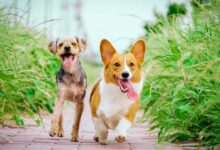 معرفی و مقایسه بهترین نژاد سگهای آپارتمانی + اینفوگرافیک