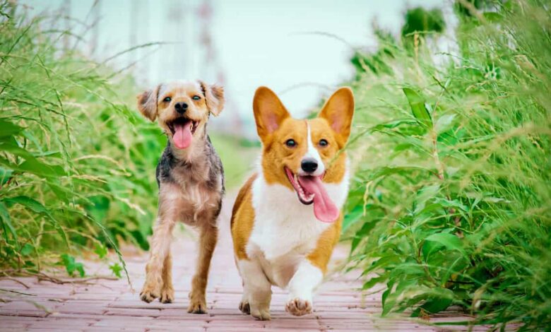 معرفی و مقایسه بهترین نژاد سگهای آپارتمانی + اینفوگرافیک