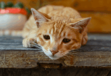 بی اشتهایی گربه