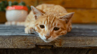 بی اشتهایی گربه