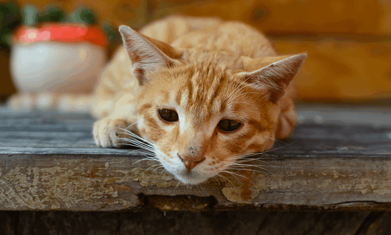 بی اشتهایی گربه