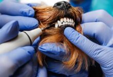 جرم گیری دندان سگ و گربه