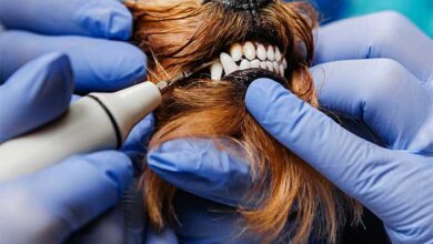 جرم گیری دندان سگ و گربه