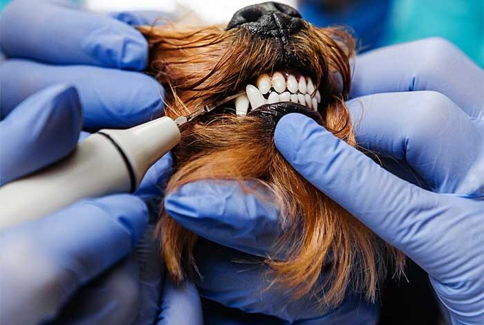 جرم گیری دندان سگ و گربه