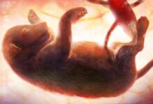 سقط جنین سگ