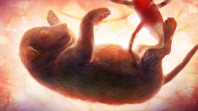 سقط جنین سگ