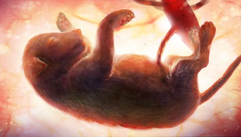 سقط جنین سگ