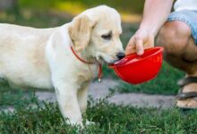 حساسیت به لاکتوز در سگ