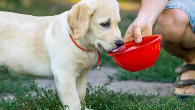 حساسیت به لاکتوز در سگ