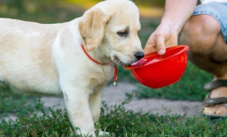 حساسیت به لاکتوز در سگ