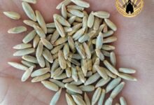 دانه چاودار