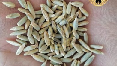 دانه چاودار