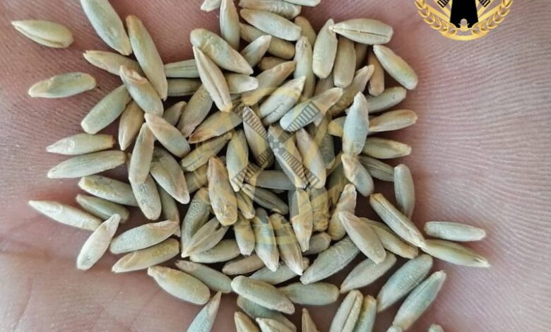 دانه چاودار