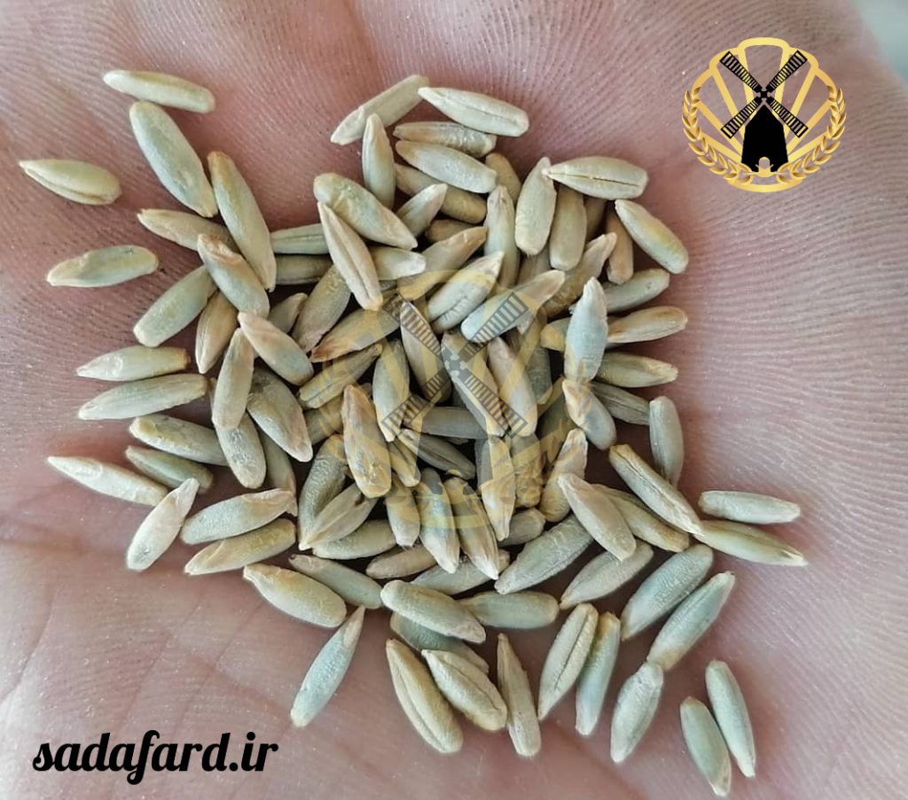 آرد چاودار از آسیاب دانه های چاودار به دست می آید.